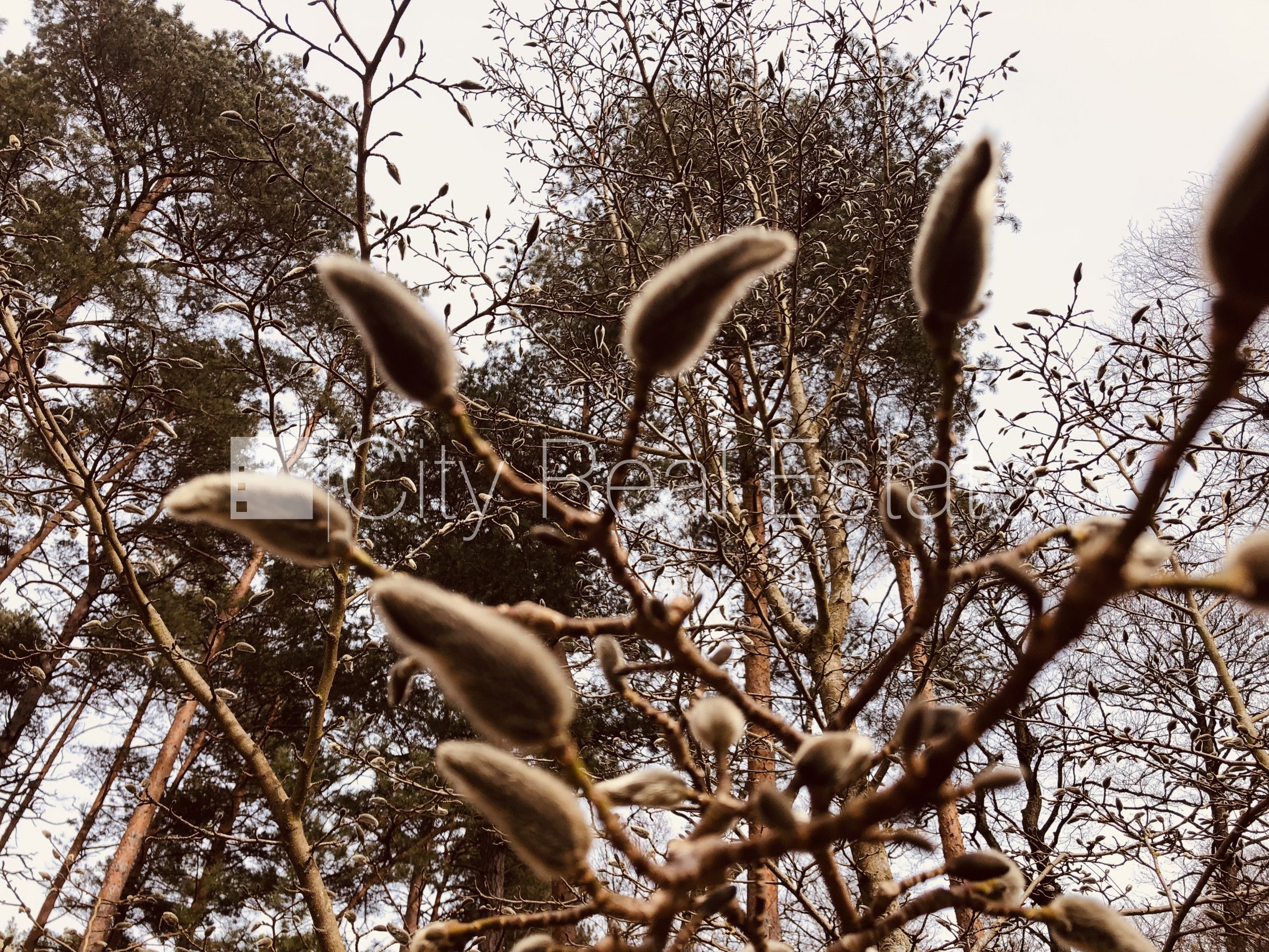 Sludinājumi. Privātmāja, labiekārtots apzaļumots pagalms, bruģēts piebraucamais ceļš, iežogota teritorija, Cena: 1600 EUR/mēn Foto #16