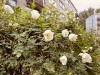 SIA_CityRealEstate_005.jpg