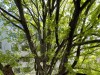 SIA_CityRealEstate_002.jpg