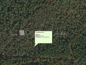 Продают лес в Огрском районе, Бирзгале 425183